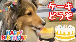 犬にケーキをあげてみた【愛犬シェルティ4歳の誕生日】