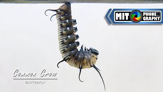 Euploea core (Common Crow) | Caterpillar to Butterfly Transformation - Timelapse