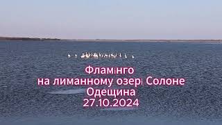 Рожеві фламінго восени НПП \