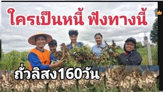 ถั่วลิสงลายเสือเพชรบูรณ์ปลูกครั้งแรก