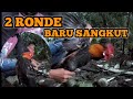 PIKAT AYAM HUTAN BETINA SANGAT MENJANJIKAN.....!!!!!