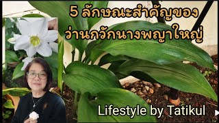 5 ลักษณะสำ​คัญของ​ว่านกวักนางพญา​ใหญ่​ว่านมงคลชั้นสูง🌱​@dr.tatikulchaiwun9561