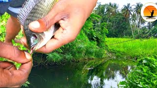 Fishing with Rod 🇱🇰| Worms bite 🪱| ගමේ වෙලේ නිස්කලංක තැනක ඉදන් අල්ලපු මාලූ 🐠🐠