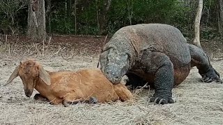 Komodo greets sleeping goats and disappears, #Komodo Forest Area#😱