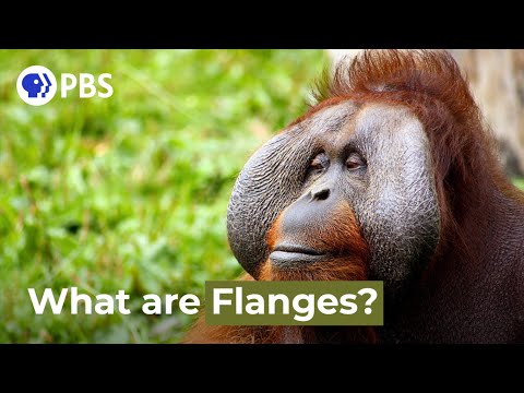 Do primates have flattened faces?