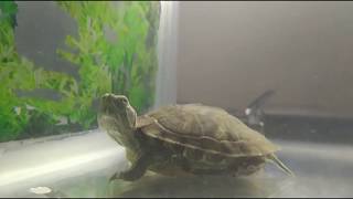 Pet turtle  / ഞങ്ങളുടെ  pet animal ആമ / how we care pet animal