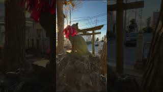 神社さんぽ四葉稲荷神社@東京/walk in shrine Yotsuba Inari Shrine