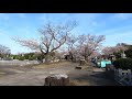 39 緑ヶ丘霊園さくら並木 kawasaki cherry blossoms【散歩】walking tour