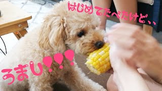 【トウモロコシの旨さに夢中で食べる犬♪】初めて食べさせてみたけど、大好物になったみたいです＾＾１歳１１か月トイプードルのらら☆