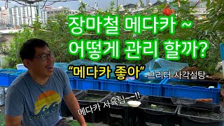 메다카 키우기 - 브리더가 알려주는 장마철 관리팁