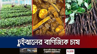 বাণিজ্যিকভাবে চাষ হচ্ছে চুইঝাল; কেন এতো বিখ্যাত, কী আছে এতে? | Jashore | Chui Jhal | Jamuna TV