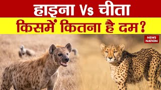 Cheetah Coming To India: शिकारी चीता, लुटेरा लकड़बग्घा! Hyena चीते पर क्यों हैं बीस? Cheetah Project