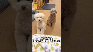 床で休もうとすると愛犬の圧がすごいw  #dog #トイプードル #かわいい #トイプードルの虎太郎三桜 #犬