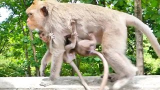 Momo wants to hug mom when she sleeps but Mama Monkey Malika is busy taking care of the baby newborn