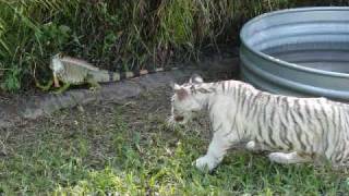 Iguana vs Tiger Cubs