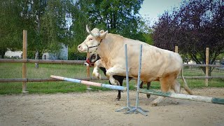 Lotus the small Bull is learning jumping from Aston and Samy