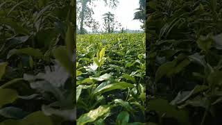 #চা পাতা বাগানের নতুন কুশি।।#Tea garden||