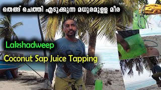 Coconut Tapping lakshadweep I Meera Harvest I ലക്ഷദ്വീപിലെ തെങ്ങുചെത്തും  മീരയും I Agatti Isaland