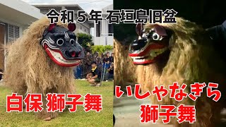 石垣島の旧盆　獅子舞に噛まれた！#石垣島 #旧盆 #獅子舞 #シーシー #伝統文化 #沖縄