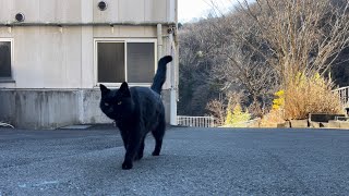 坂道で追いかけてくる黒ねこちゃん　No.８７７　に　２０２５年　２月２５日　８：００　のくろねこちゃん　black cat