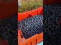 บลูเบอรี่ เบอรี่ blueberry berry fruit fruits short shorts shortvideo