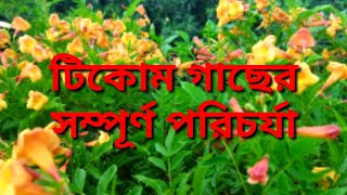 টিকোমা গাছে প্রচুর ফুল পাওয়ার গোপন তথ্য! টিকোমা গাছের সম্পূর্ণ তথ্য! Aparna Garden er🙏