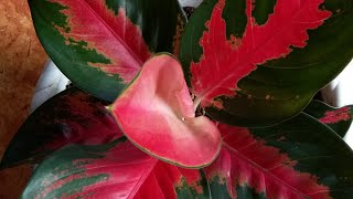 AGLAONEMA SUKSOM BATIK