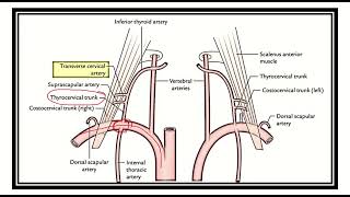 Thyrocervical trunk arising from MRCS question solve (CRACK MRCS)