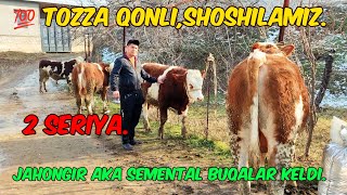 Jahongir Aka, Semental Buqalar Keldi, Shoshilamiza.🏃🏃🏃💯 Tozza Qonli.