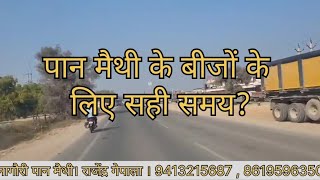 पान मैथी के बीजों के लिए सही समय? । नागौरी पान मैथी। 9413215687 , 8619596350