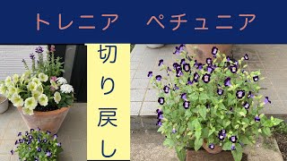 【簡単ガーデニング】トレニア/ ペチュニア/ 花の切り戻し