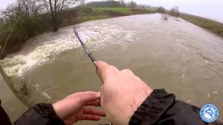 Siluro a light Spinning con Esca Siliconica - Strike in diretta - Silurus Glanis Catfish Game River