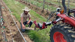 Undervine Weeding