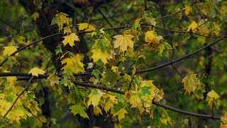 불면증 환자를 위한 최고의 비 소리. 단풍잎에 떨어지는 빗소리가 마음을 진정시킨다. 백색소음 ASMR 자장가