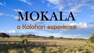 Experience the Southern Kalahari (Mokala National Park)