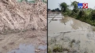 Patan farmers reeling under stress after rain destroyed crops | Tv9GujaratiNews