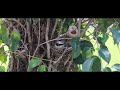 4k video shorts bird nesting in aviary nesting aviary at home കിളിക്കൂട് കൂടൊരുക്കൽ