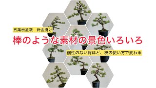 五葉松盆栽　針金掛け　棒の苗木からの盆栽作り　2回目の針金掛け