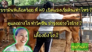 วันดีฟาร์มอเมริกันบราห์มัน #ราคาเริ่มต้น #พร้อมวิธีการดูแลที่ดี | EP.122