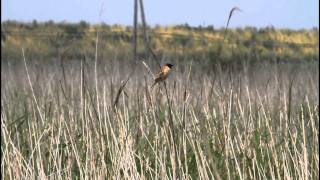 ikarabi 野鳥動画　コジュリン　japanese reed bunting