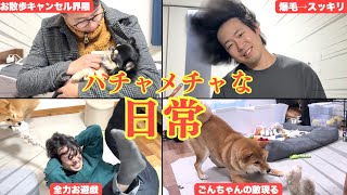 【爆笑回】お散歩拒否した後キッチンにう◯ちをした犯人がこちら