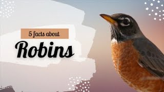 FIVE facts about everyone's favourite symbol of spring: Robins!