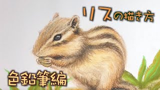 【動物】パステル色鉛筆でリアルなリスを描いてみた / How to draw a squirrel with color pencils.