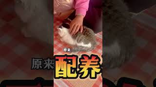 🐱养猫无贵贱：爱与责任超越物质条件💖 Owning a cat is not a privilege！ #流浪猫 #关爱流浪猫 #流浪猫日常 #流浪猫救助 #cat #貓咪 #pets #萌宠