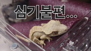 EP 1. 귀여운 아가 도마뱀 레아에게 밥을 먹여보자