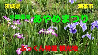 【 水郷潮来 あやめまつり 】あやめ園内にはの５００種１００万株の「あやめ（花菖蒲）」が植えられています。そこで開かれている「潮来花嫁さんのイベント」あやめまつりの等を紹介しています。