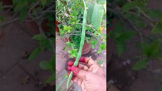 எங்க மாடி தோட்டத்தில் முதல் முறையாக காய்த்த முருங்கைக்காய்   #shorts #trending #drumsticks #garden