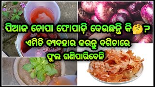 ପିଆଜ ଚୋପାର ବ୍ୟବହାର ବଗିଚାରେ ll HOW TO USE ONION PEEL LIQUID FERTILIZER ll ଫୁଲରେ ଭରିଯିବ ବଗିଚା FREE ରେ