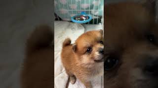 ミックス犬 マイペースなポメ柴ちゃんです🎀 【総額表示】