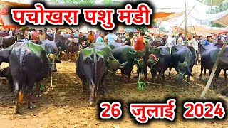 26July 2024 || पशु मंडी || सस्ती भेंसो का मेला   pachokhara pashu mandi || pashu mandi